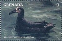 Black-footed Albatross (Phoebastria nigripes)