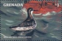 Red-necked Phalarope (Phalaropus lobatus)