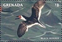 Black Skimmer (Rynchops niger)