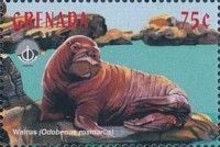 Walrus (Odobenus rosmarus)