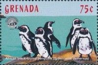 African black-footed penguin (Spheniscus demersus)