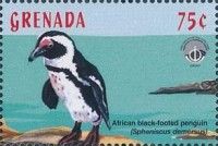 African black-footed penguin (Spheniscus demersus)