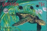 Green turtle