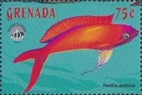 Redfin anthias