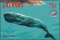 Sperm Whale (Physeter macrocephalus)