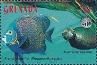 French angelfish, Australian sea lion