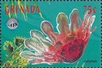 Jellyfish