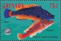 Male and female cuckoo wrasse