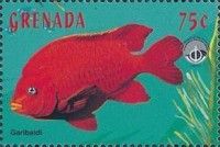 Garibaldi, (Hypsypops rubicunda)