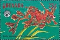 Leafy seadragon