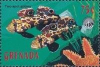 Two-spot gobies