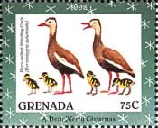 Black-bellied Whistling Duck (Dendrocygna autumnalis)