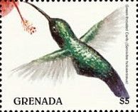 Green-throated Carib (Eulampis holosericeus)
