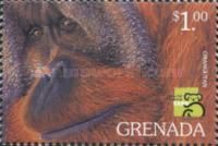 Orangutan