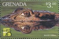Black caiman