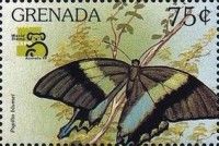 Papilio blumei