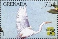Great Egret (Ardea alba)