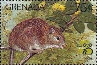 Polynesian Rat (Rattus exulans)