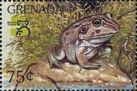 Wide-mouthed Frog (Cyclorana novaehollandiae)