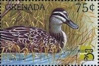 Grey duck (Anas superciliosus)