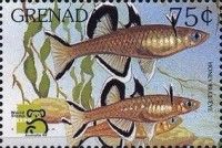 Honey blue-eye (Pseudomugil mellis)