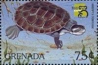 Krefft's turtle (Emydura macquarii krefftii)