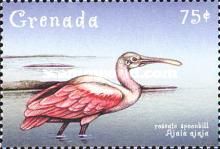 Roseate Spoonbill (Ajaia ajaja)