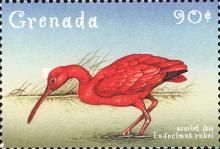 Scarlet Ibis (Eudocimus ruber)