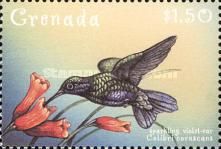 Sparkling Violetear (Colibri coruscans)