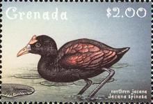Northern Jacana (Jacana spinosa)