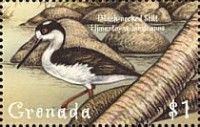 Black-necked Stilt (Himantopus mexicanus)