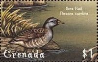 Sora (Porzana carolina)