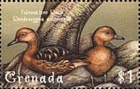 Fulvous Tree Duck (Dendrocygna autumnalis) (see Description)