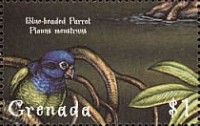 Blue-headed Parrot (Pionus menstruus)