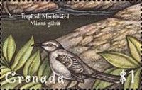 Tropical Mockingbird (Mimus gilvus)