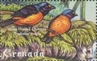 Blue-headed Euphonia (Euphonia musica)