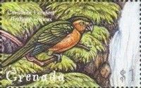 Caribbean Parakeet (Aratinga pertinax)
