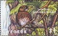 Forest Thrush (Cichlherminia lherminieri)