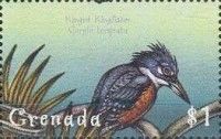 Ringed Kingfisher (Ceryle torquata)
