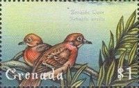 Zenaida Dove (Zenaida aurita)