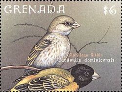 Antillean Siskin (Cardeulis dominicensis)
