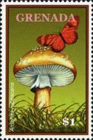 Amanita rubescens