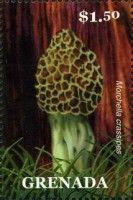 Morchella crassipes