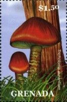Tricholoma aurantium