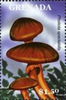 Pholiota spectabilis