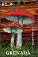 Amanita muscaria