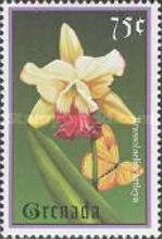 Brassolaeliocattleya