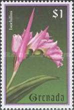Isochilius