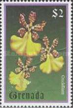 Oncidium