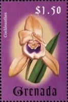 Cochleanthes